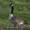 Goosethehonker