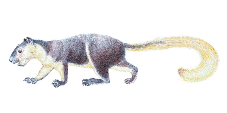Evolution of Rats | Fandom
