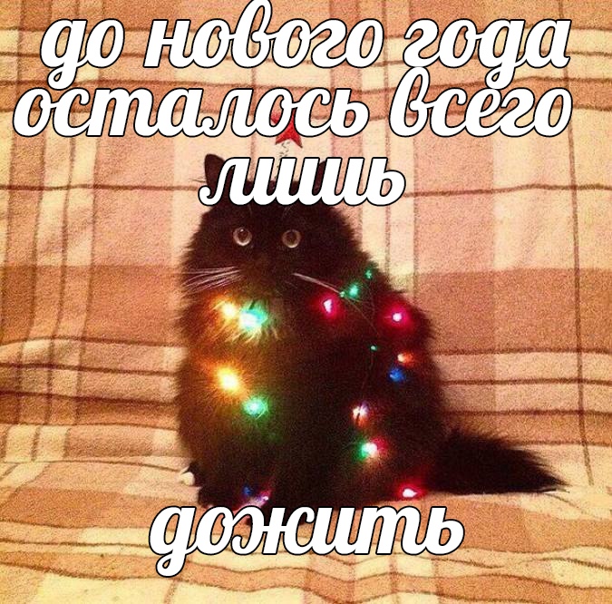 Мем я пытаюсь дожить до нового года