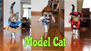 Model Cat