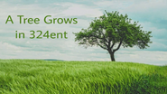 A Tree Grows in 324ent