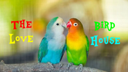 The Love-Bird House