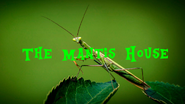 The Mantis House