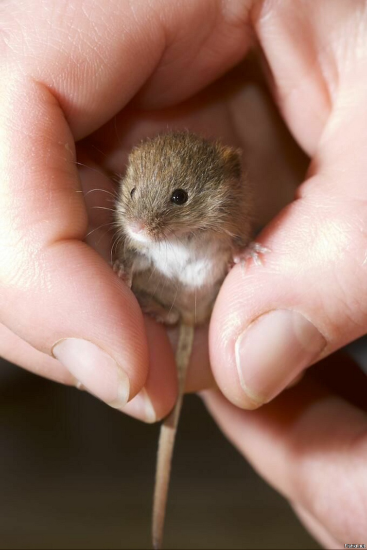 Мышка полевка маленькая. Полевка хомяк. Мышь Малютка детеныш. Детеныш мыши полевки.