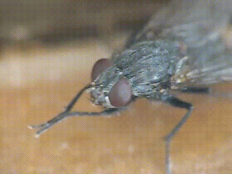 Bugs flies