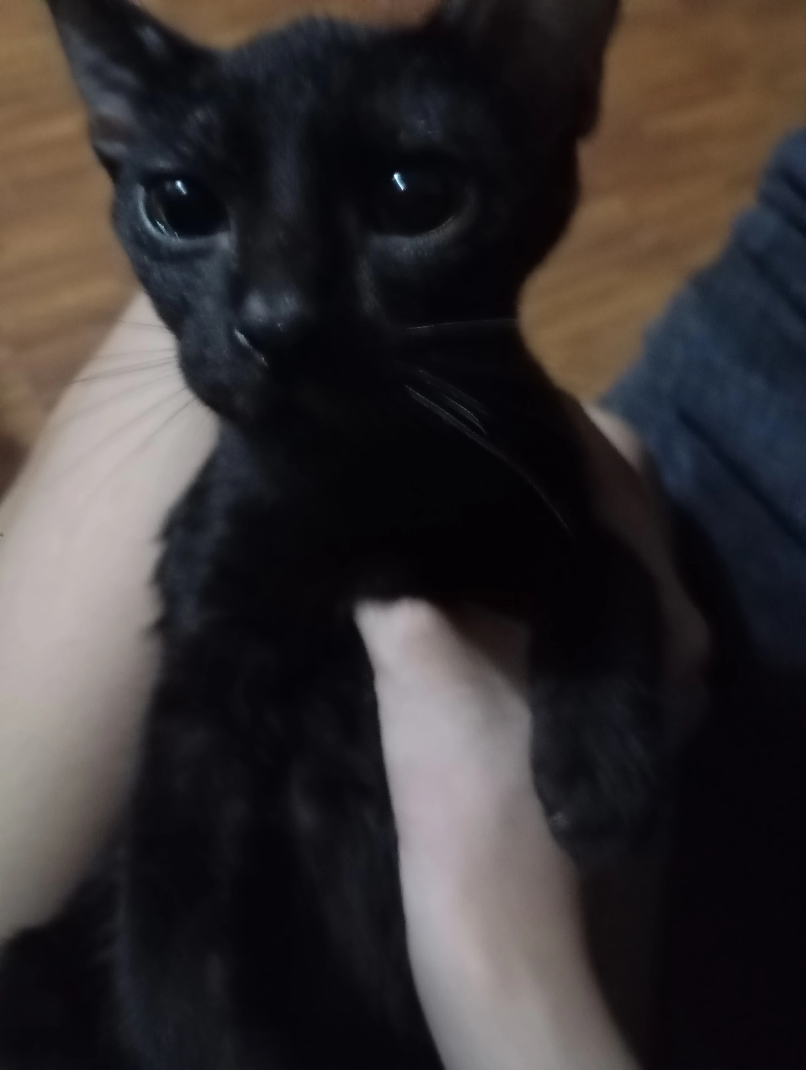 Look at this cute little rascal | Fandom