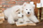 Animalandbookslover.org's avatar