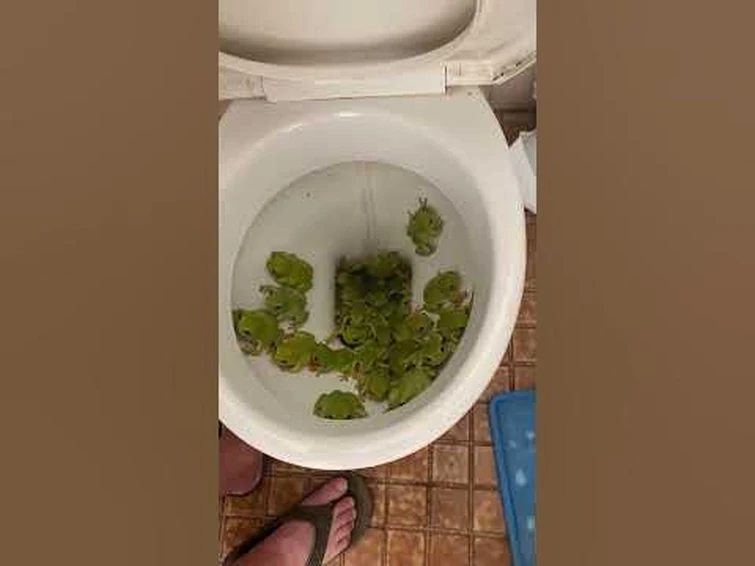 toilets in australia Fandom