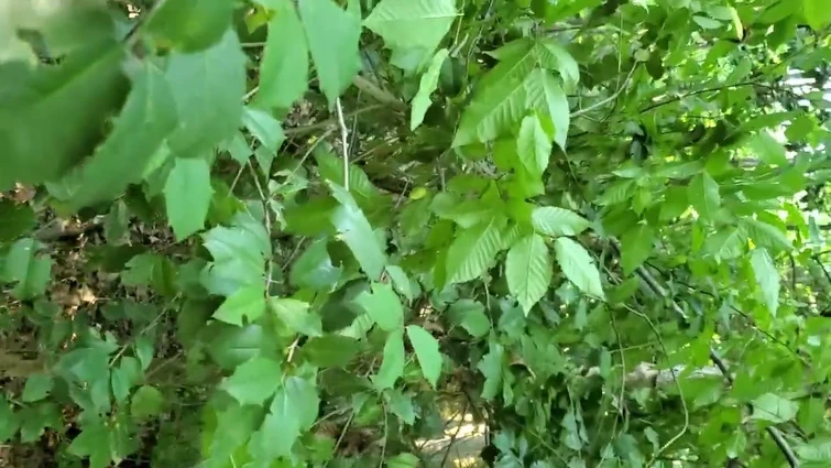 dinosaurnoises.mp4.2019127.description