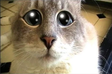 Discuss Everything About Talking Kitty Cat Wikia | Fandom