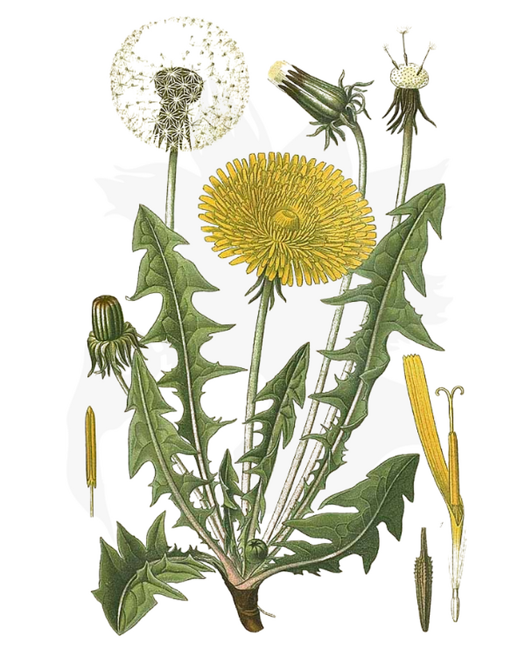 Одуванчик на латыни. Ботаническая иллюстрация Taraxacum. Taraxacum officinale Wigg Ботанический рисунок. Одуванчик лекарственный семейство. Одуванчик лекарственный Ботаническая иллюстрация.