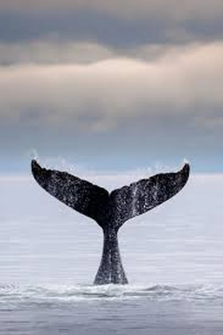 What creature do you think the Inais Whale Tail thing is? Fandom(02)
