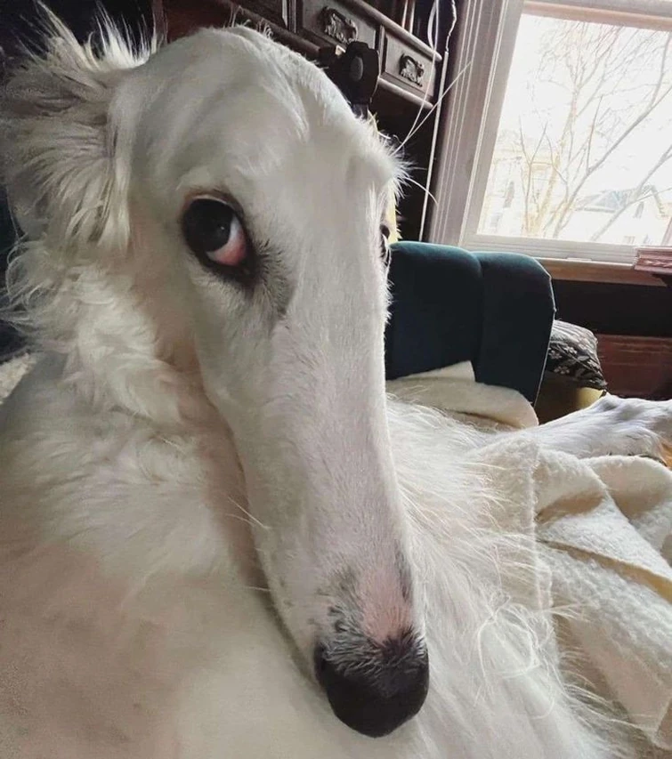 Let me do it for You Sachicasaurus Fandom