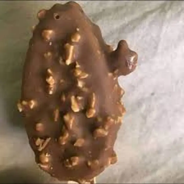 look at this shark eating a cheeseburger | Fandom