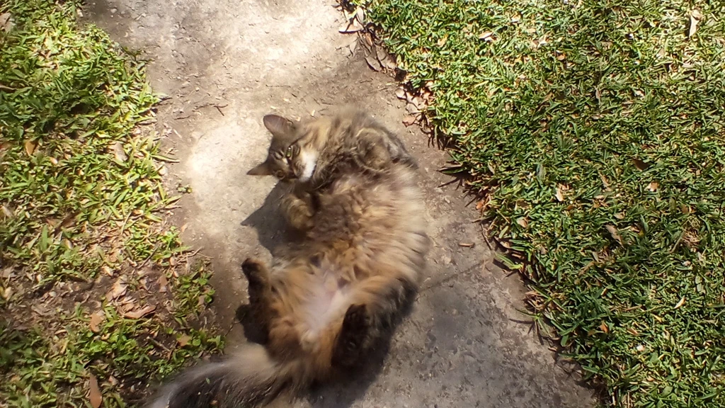 my cat just figured out how to open doors Fandom