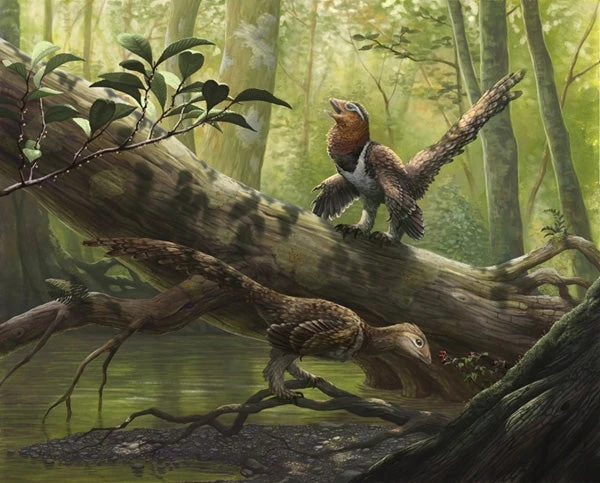 Dinopedia roleplays Hațeg Island | Fandom