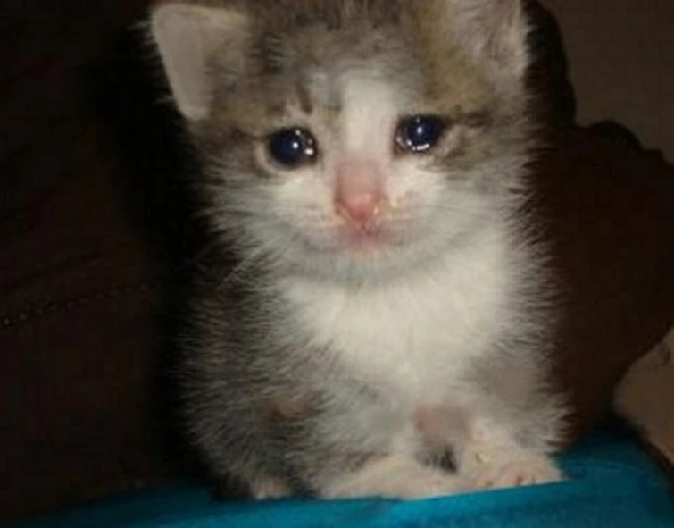 I FINALLY MADE MY OC/SONA GUYS. | Fandom