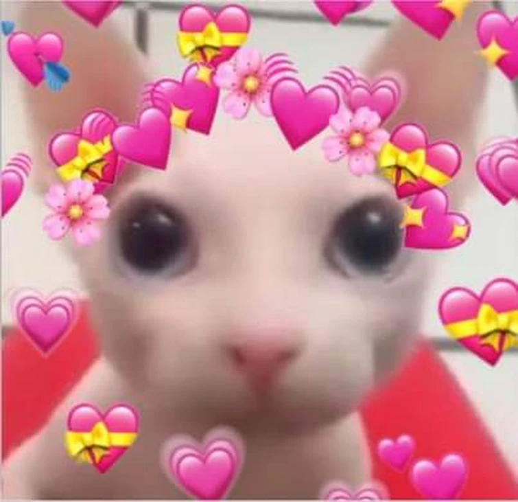 If You Want Wink Wink I Can Give More Bingus In The Comments B Also Bow To Bingus Fandom