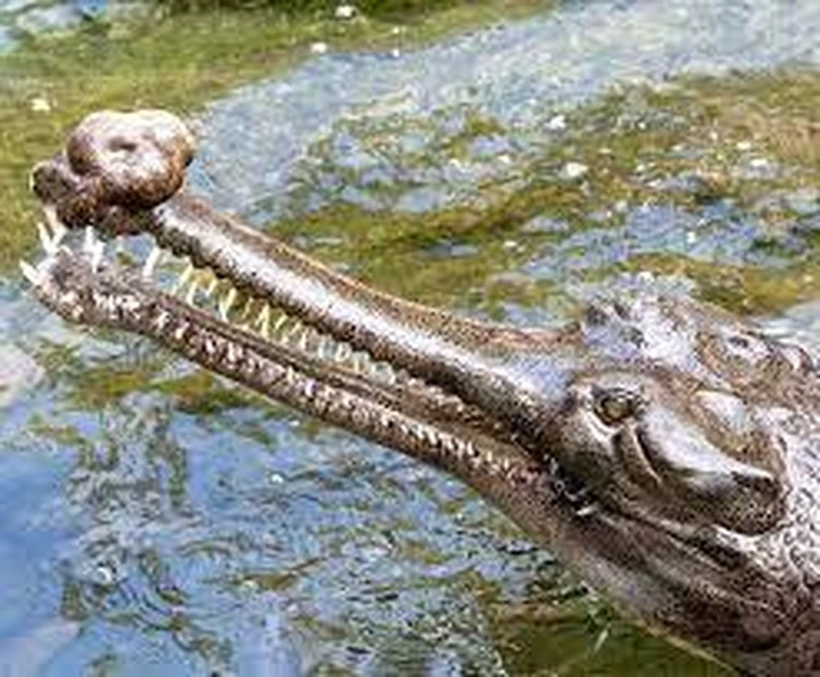 Me when i look at a gharial and then look at Ffidyll Fandom