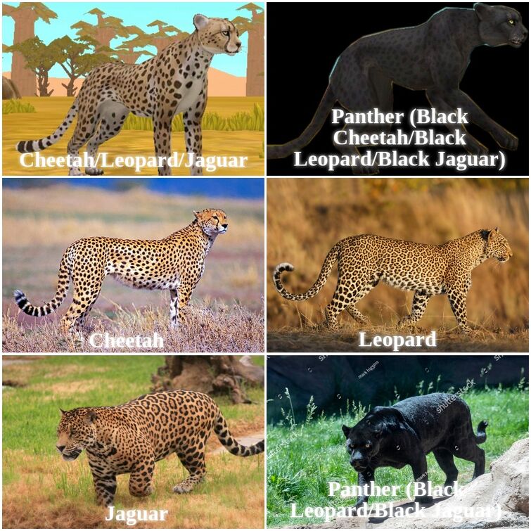 Leopards, jaguars, and panthers as separate playable animals? I don't
