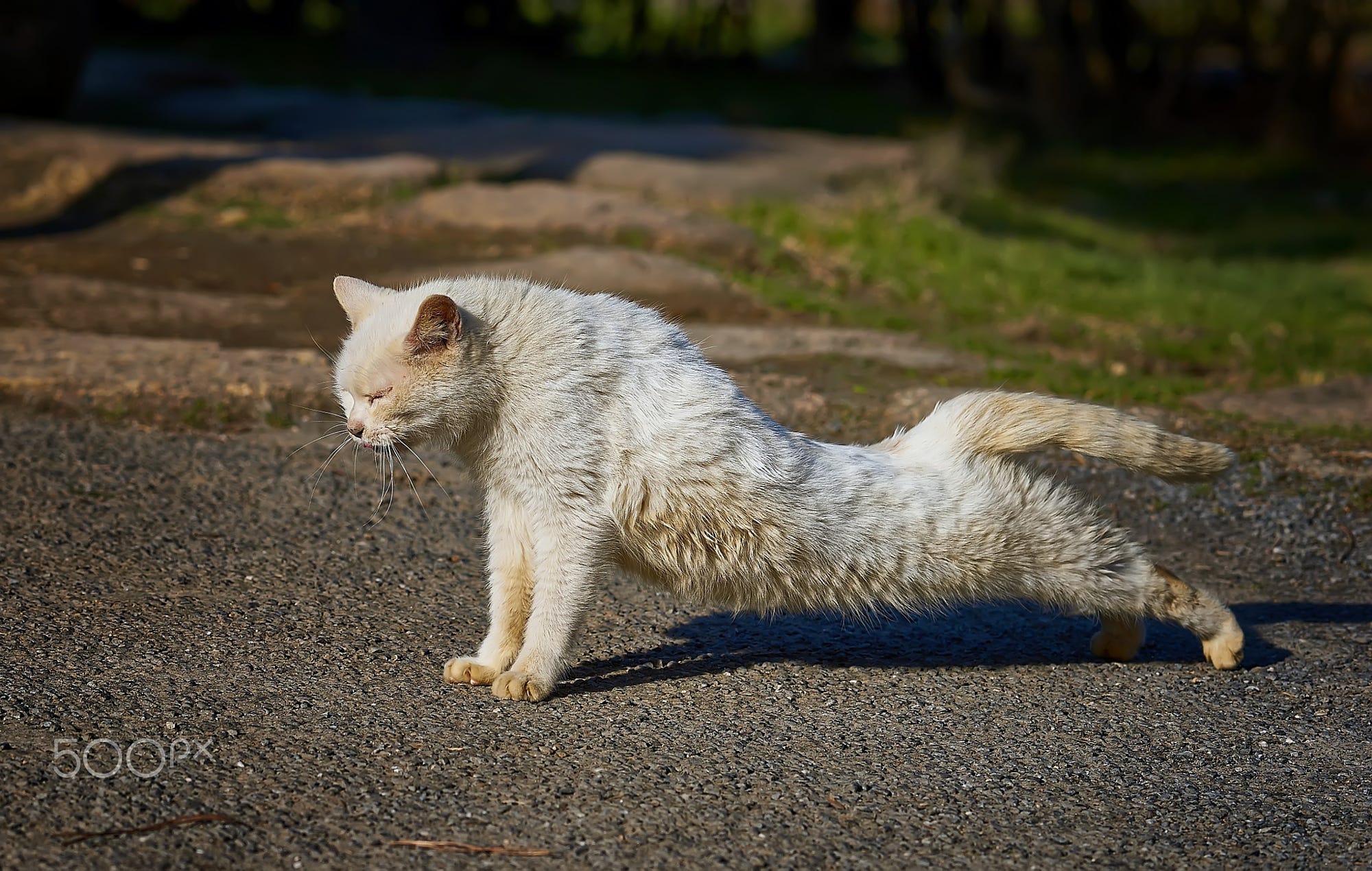 Котики потягушки фото