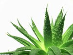 Aloe plant