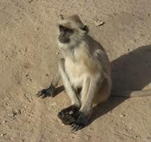 Monkey.jpg