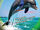 UserDolphin