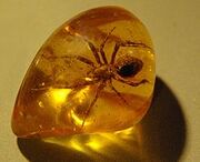 Spider in an Amber