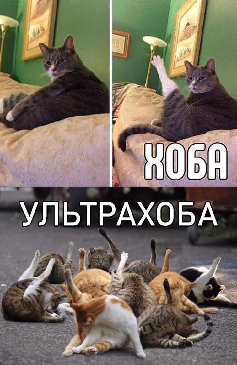 Мем хоба с котом
