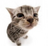 FritosDoritos's avatar