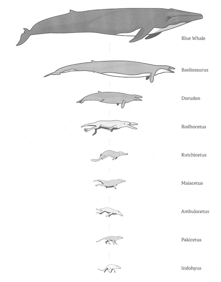 What is the Biggest Whale?