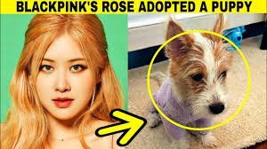 BLACKPINK ROSE Adopts an Abandoned Puppy 'Hank