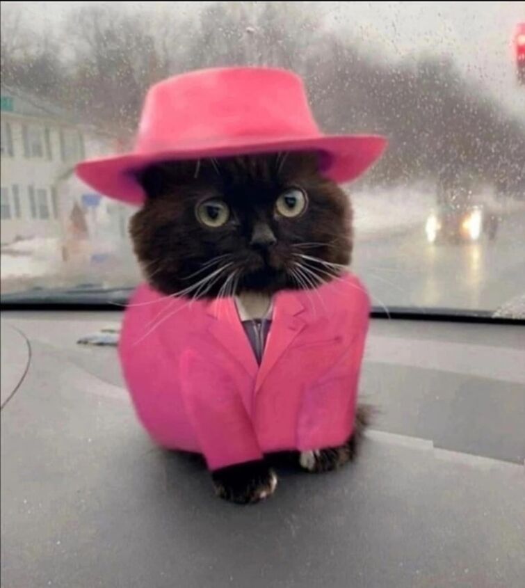 Ава кот черный мем