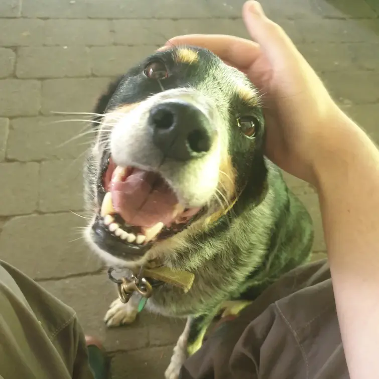 Rip Boo Boo | Fandom