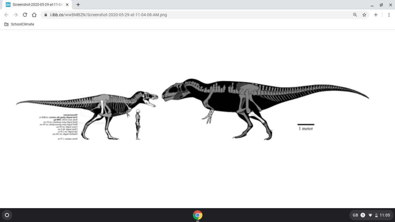 giganotosaurus size comparison to t rex