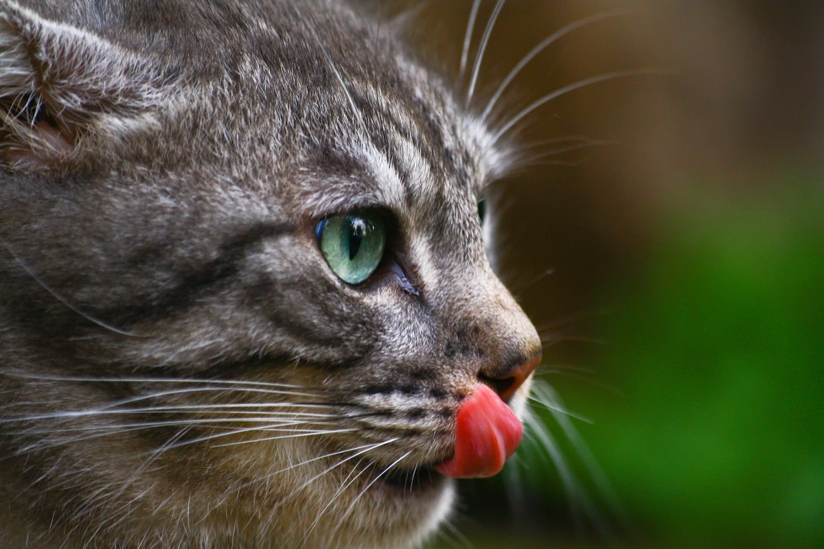 Живые кошки. Серый кот облизывается. Закачать кошка. Осторожно мимими. Закачать кошка.