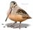 ShoebillBird's avatar