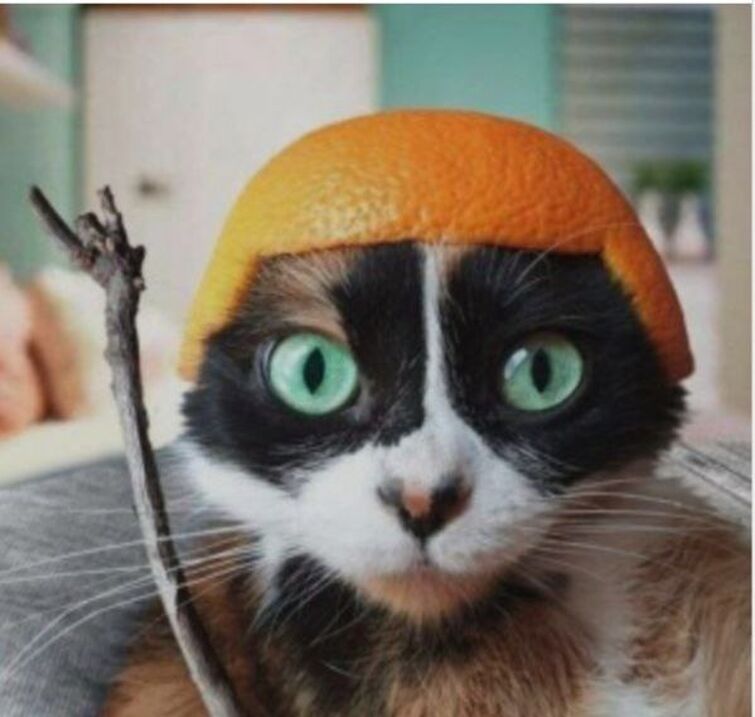 Кот с апельсином мем