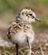 Literate-Sandpiper's avatar
