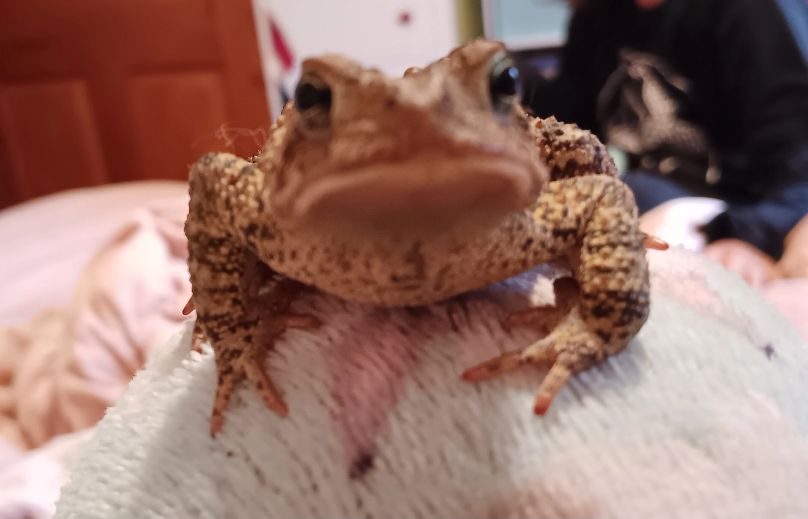 I see no difference Fandom