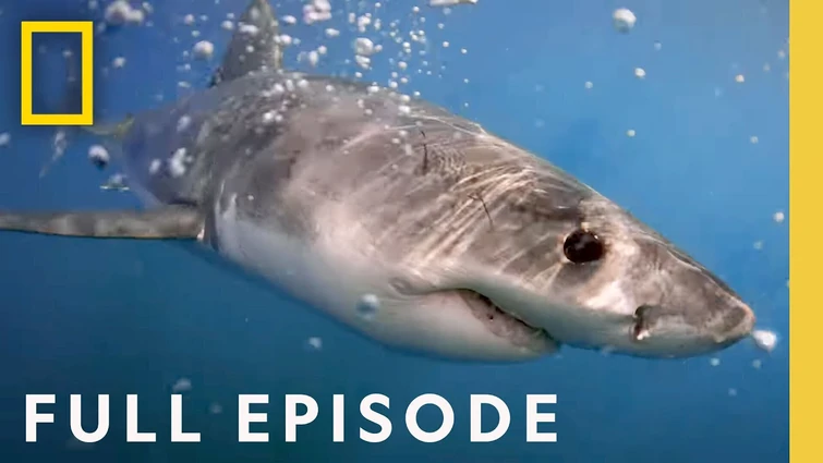 Uncovering the Secret of Great White Sharks' Camouflage (Full Episode) | National Geographic