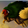 Quetzalcoatl The RainWing