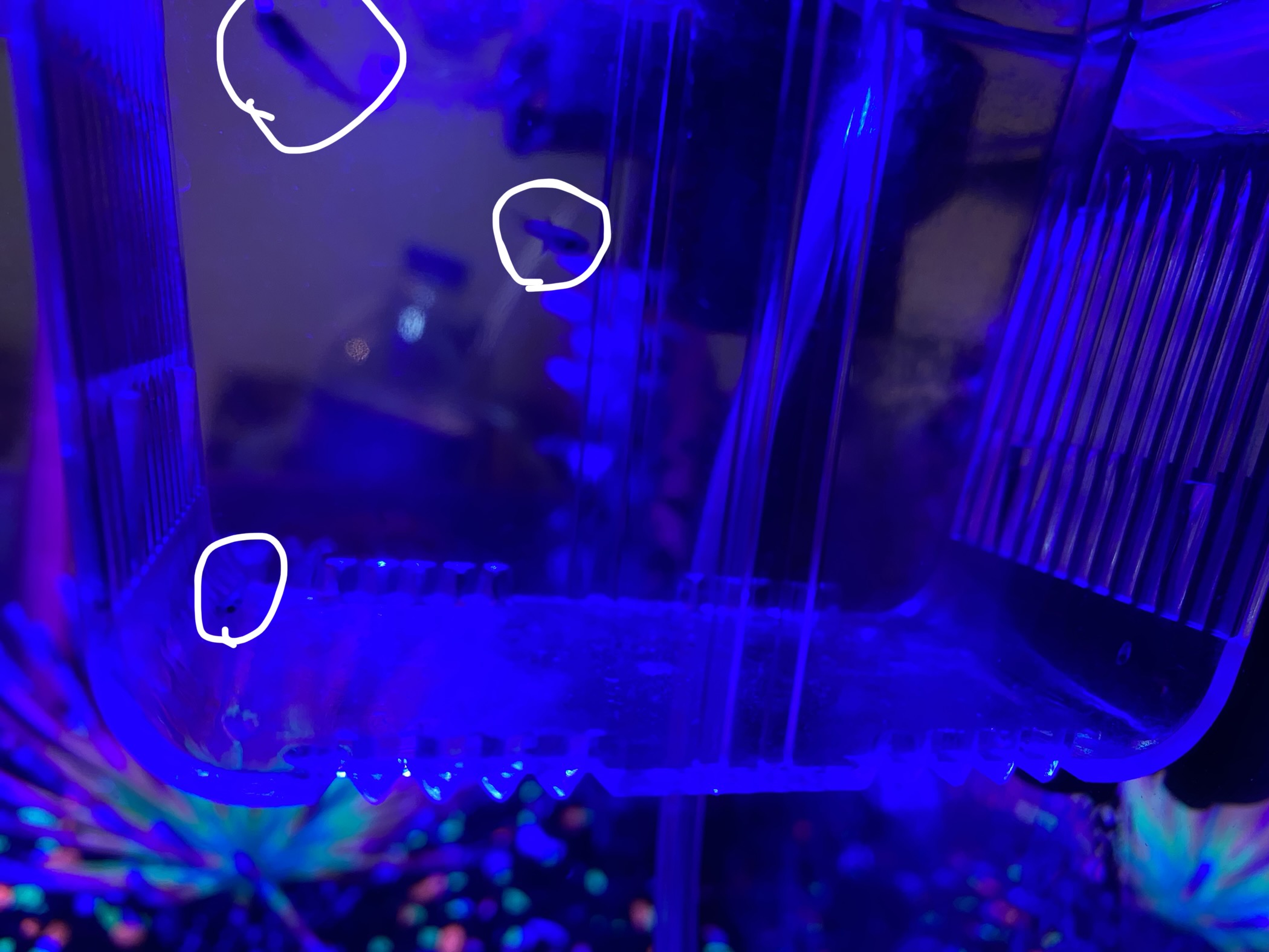 i-have-baby-fish-omg-d-fandom