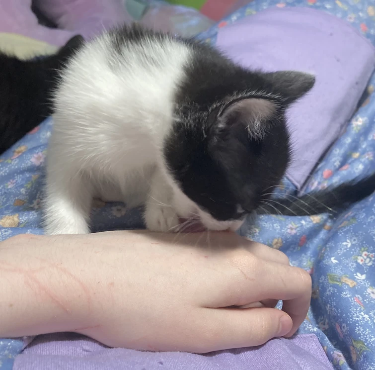 this cat will not stop licking me Fandom