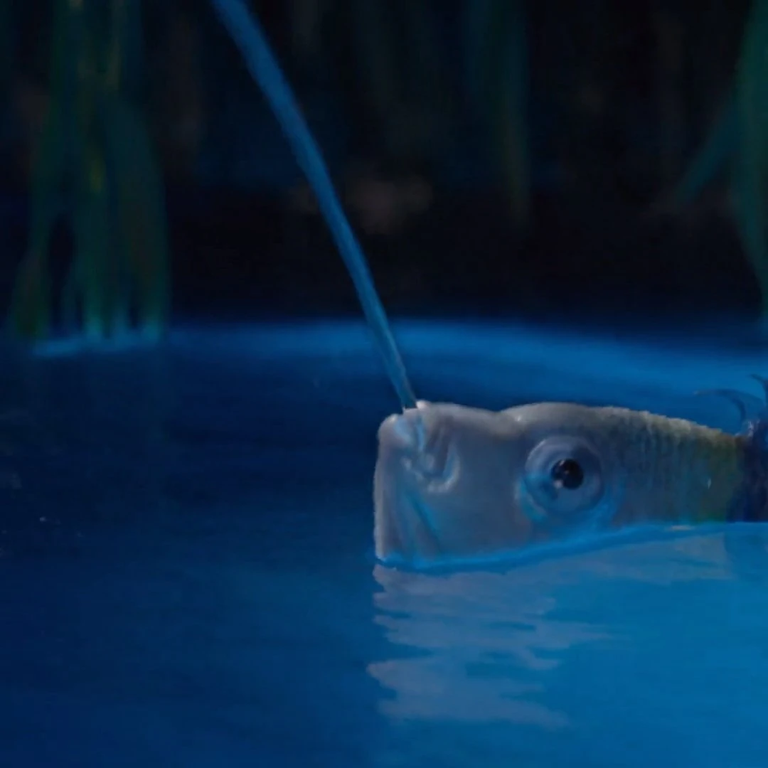 New look at Flounder and Sebastian in the liveaction remake of ‘THE