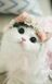 Pluto the cat meow's avatar