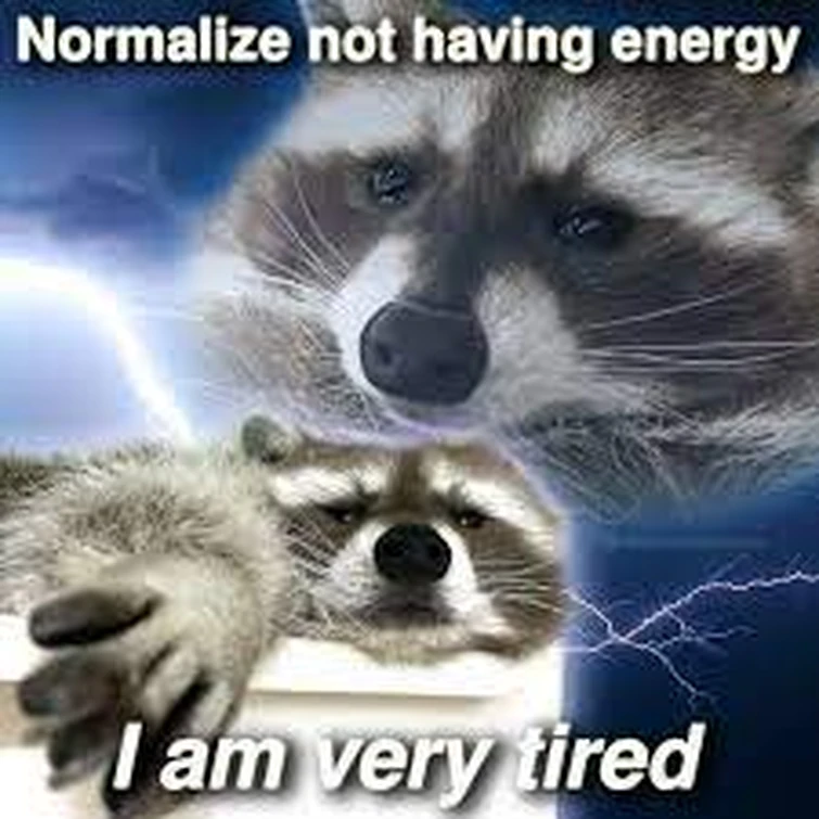Raccoon memes (because I can) | Fandom