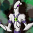 EntropyBiohazard's avatar