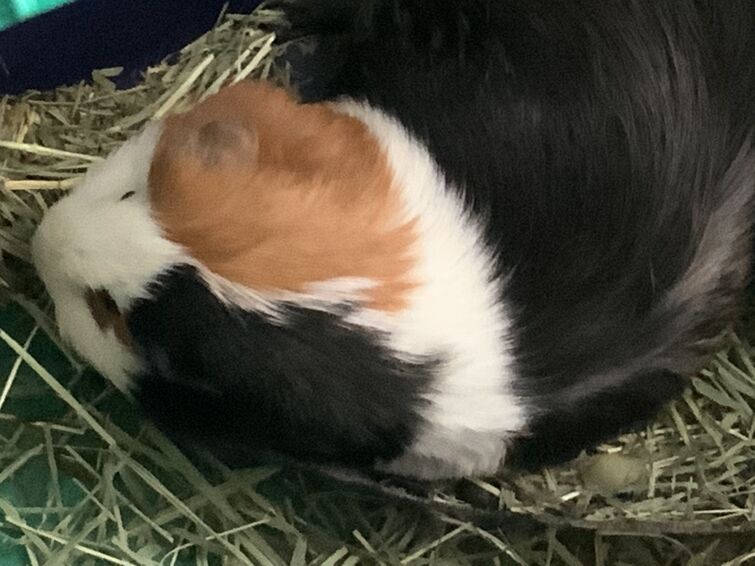 Is my guinea pig fat sales